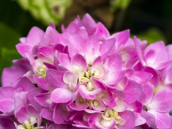 Flor de hortensias rosa de cerca . — Foto de Stock