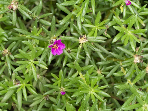 Fiore di Portulaca. (Portulaca oleracea ) — Foto Stock