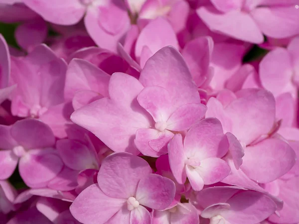 Close up pink Hydrangea flower. — Stock Photo, Image