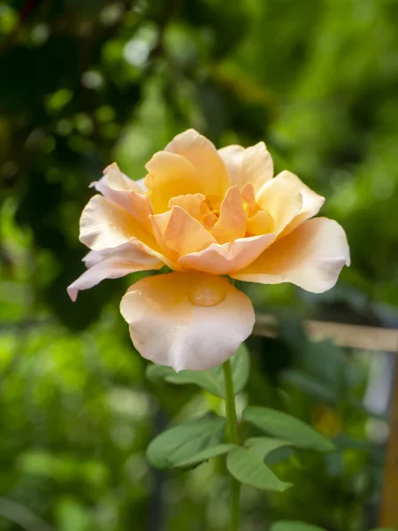 Gros plan de fleur rose orangée douce . — Photo