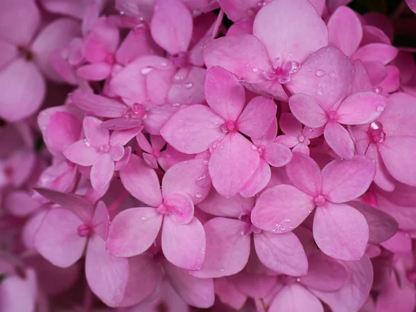 Detailní záběr růžový květ hortenzie. — Stock fotografie