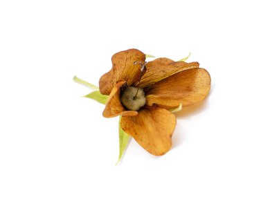 Pembe Dombeya çiçeğini kapat