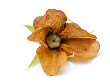 Pembe Dombeya çiçeğini kapat