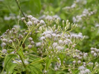 Kapatın Noel çiçeğini.