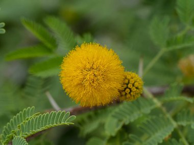 Akasya 'nın Sarı Çiçeği Farnesiana ağacını kapat.