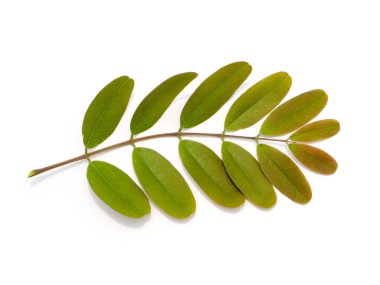 Cassod ağacı veya Senna siyamea yaprakları kapatın.