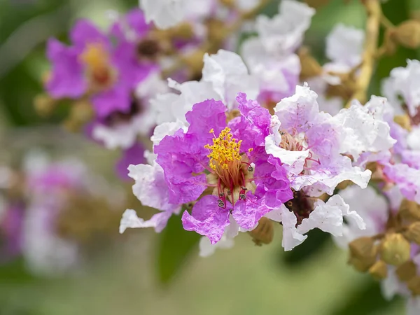 Close up de Bungor flor . — Fotografia de Stock