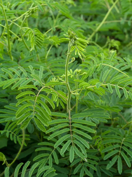 Gigante sfondo pianta sensibile — Foto Stock