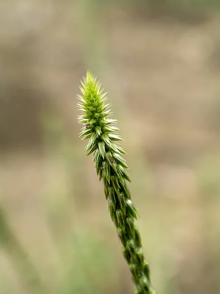 The flower of Achyranthes aspera plant — ストック写真