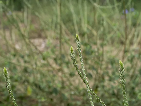 Цветок ахирантес асперский — стоковое фото