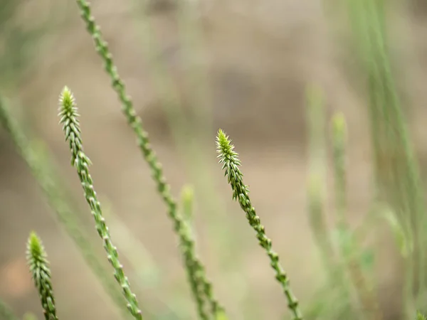 Die blume der achyranthes aspera pflanze — Stockfoto