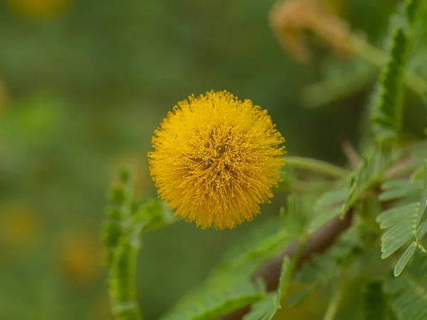 Close up Fiore giallo di Acacia Farnesiana . — Foto Stock
