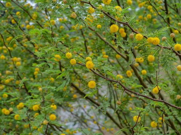 Zamknij Żółty kwiat drzewa Acacia Farnesiana. — Zdjęcie stockowe