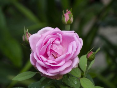 Arkaplanı bulanık pembe gül çiçeği.