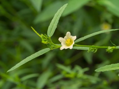 Bulanık arkaplanda yaprakları olan sarı çiçeği kapat.