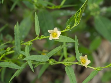 Bulanık arkaplanda yaprakları olan sarı çiçeği kapat.