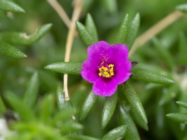 Portulaca çiçeği. (Portulaca oleracea)