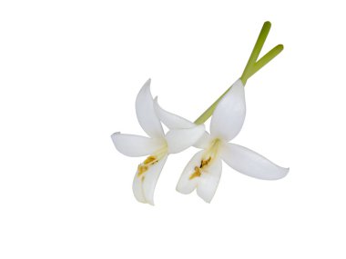 Hint Mantar Çiçekleri (Millingtonia Hortensis)