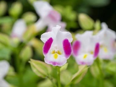 Torenia Fournieri çiçeğine yaklaş.