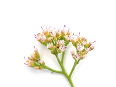 Hint bataklığı pire bitkisini kapatın..