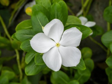 Catharanthus çevresi çiçek koyu arka planda yakın çekim