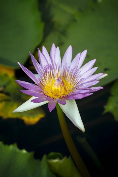 Cerrar flor de lirio de agua con fondo borroso . —  Fotos de Stock