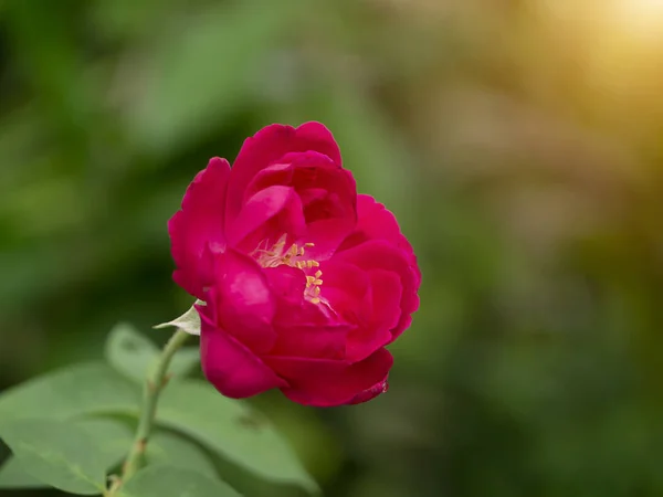 Rosa damascena fiore con sfondo sfocato — Foto Stock