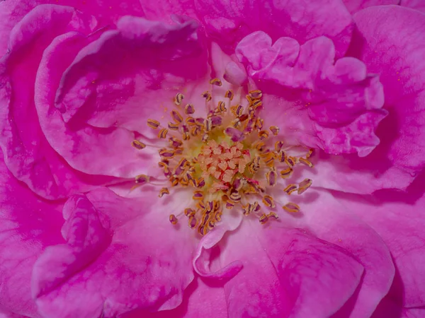 Fiore di Rosa damascena (Rosa damascena ). — Foto Stock