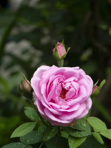 背景がぼやけたピンクのバラの花. — ストック写真