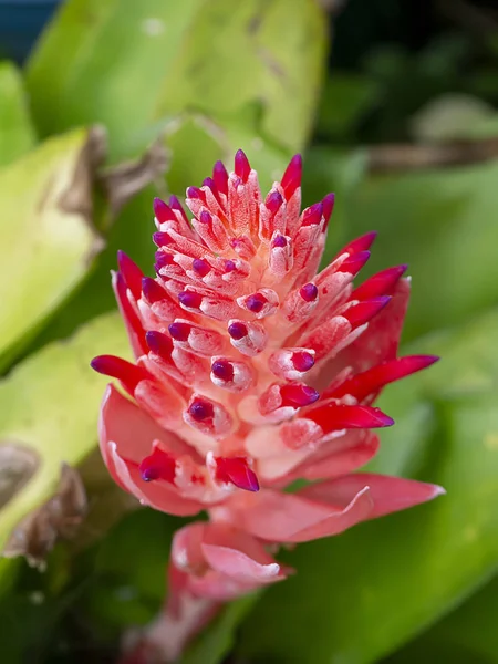 Bromelien aus nächster Nähe. — Stockfoto