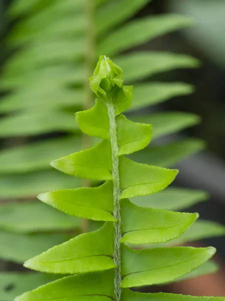Zamknij zielone liście paproci. — Zdjęcie stockowe