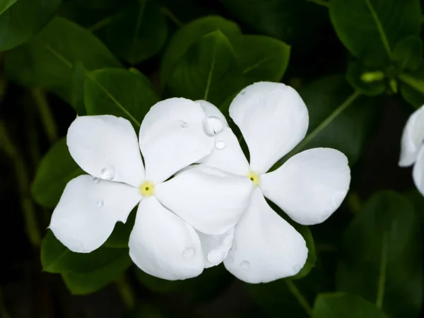 Primer plano de la flor de Catharanthus roseus en el fondo oscuro —  Fotos de Stock