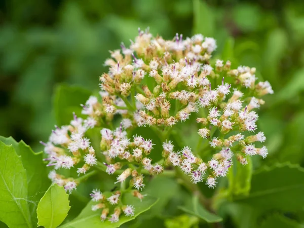 Close up Indian marsh fleabane plant. — Stock Image Close up Indian marsh fleabane plant. Stock Picture