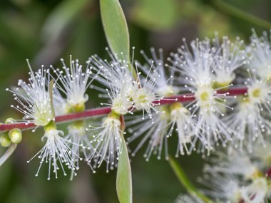 Melaleuca quinquenervia çiçek yakın çekim.