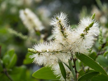 Melaleuca quinquenervia çiçek yakın çekim.