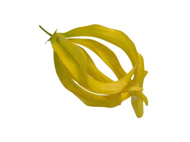 Beyaz arka planda Çin Desmos çiçeği