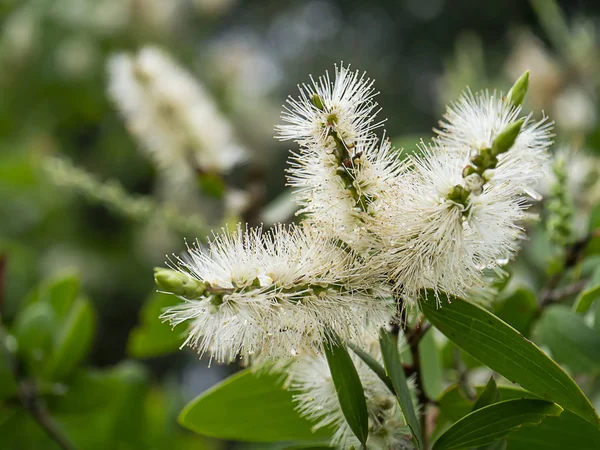 Melaleuca quinquenervia çiçek yakın çekim. — Stok fotoğraf