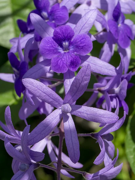 Close-up van Purple Wreath Schuurpapier Wijnstok bloem achtergrond. — Stockfoto