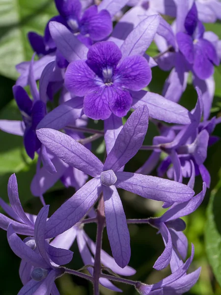 Close up of Purple Wreath Sandpaper Vine flower background. — Stock fotografie