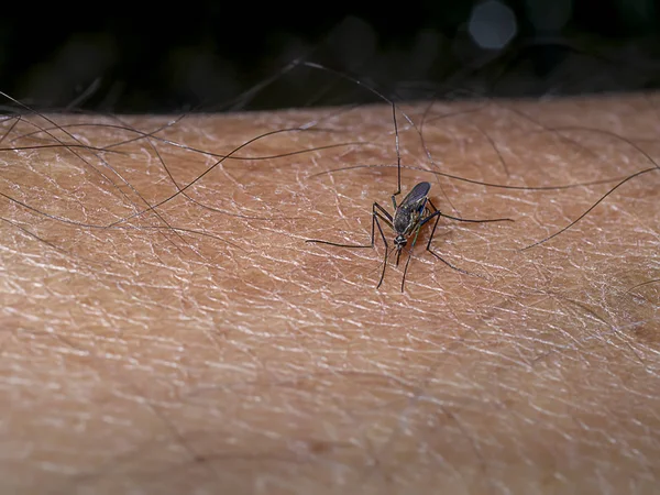 Close-up of a mosquito sucking blood. — Stock Photo, Image