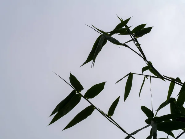 Folhas de bambu silhueta com fundo cinza . — Fotografia de Stock