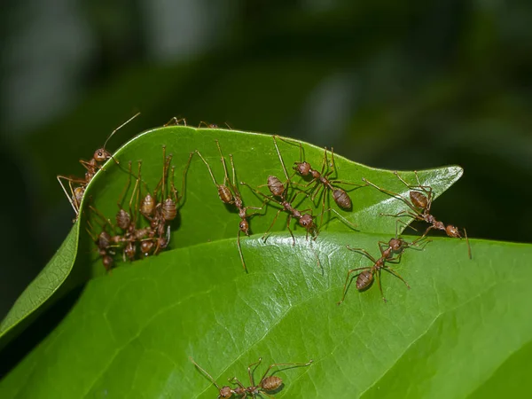 Unity of Rad Ants are building leaf nests. — Stock Photo, Image