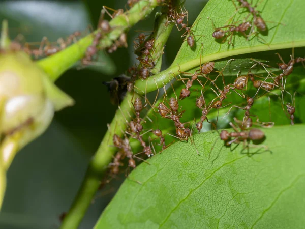 Eenheid van RAD mieren zijn gebouw Leaf nesten. — Stockfoto