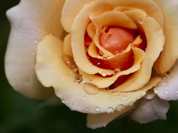 Nahaufnahme von orangefarbenen Rosenblüten mit unscharfem Hintergrund. — Stockfoto