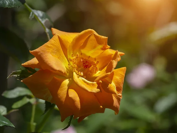 Nahaufnahme von orangefarbenen Rosenblüten mit unscharfem Hintergrund. — Stockfoto