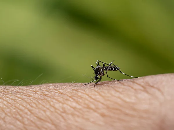 Närbild av en mygga som suger blod. — Stockfoto
