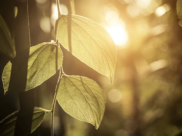 Nahaufnahme von Blättern mit Sonnenlicht auf verschwommenem Hintergrund. — Stockfoto