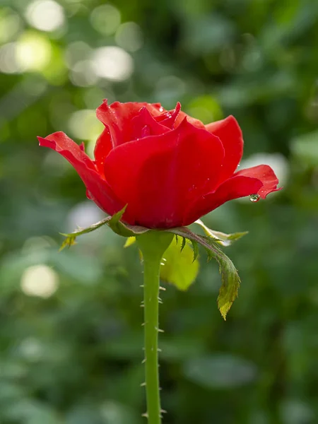 Zbliżenie czerwony Floribunda Róża Kwiat. — Zdjęcie stockowe