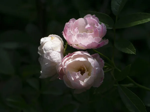 Blisko mini różowy i biały kwiat Fairy Rose — Zdjęcie stockowe