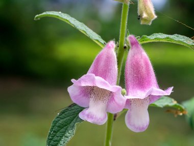 Susam çiçeği ve tohumlar ağaçta. (Sesamum indicum bitkisi)